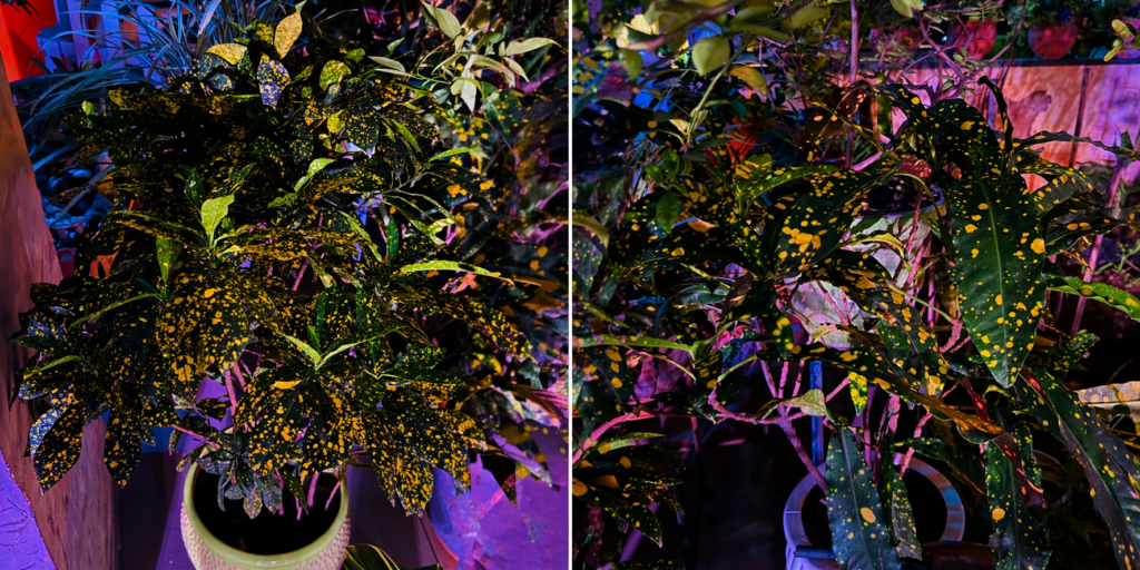 Croton indoor plant in my garden