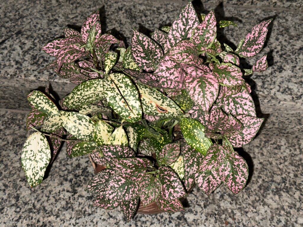 Fittonia nerve plant pet safe indoor decorative plant