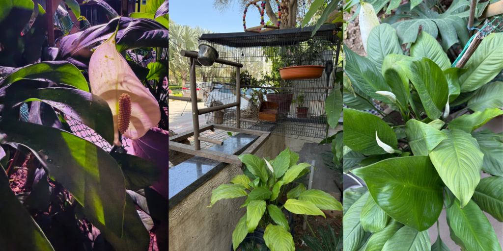 Peace lily indoor plant in my balcony India