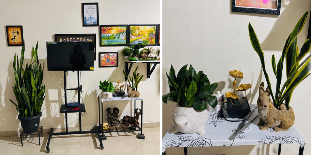 Snake plant indoor in dining hall