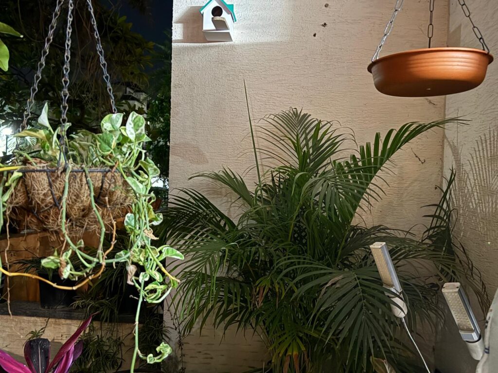 Areca palm indoor plant safe for pets- dogs and cats