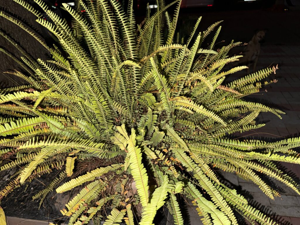 Boston fern indoor plant for dogs and cats home