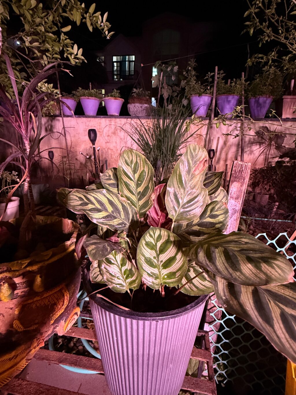 Calathea prayer plant safe for dogs and cats