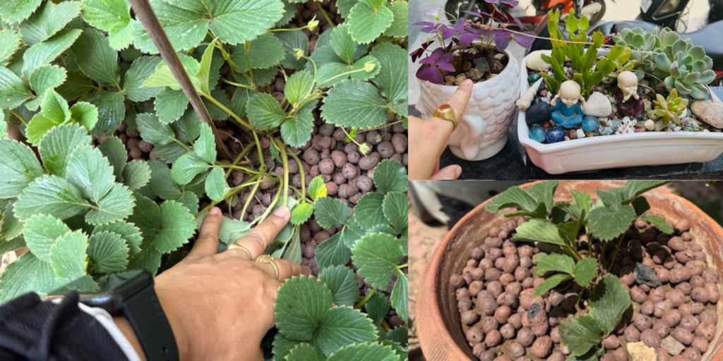Plant pot with clay balls covering topsoil to retain moisture and protect roots from heat waves in India