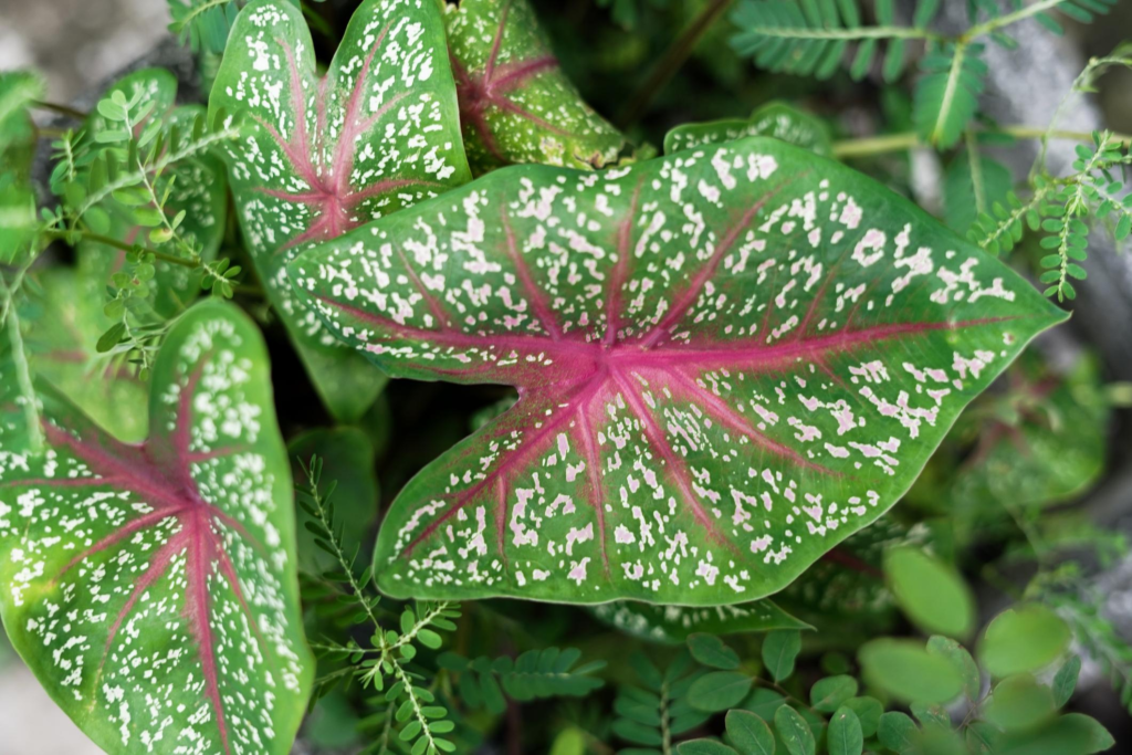 Caladium indoor plant toxic to pets