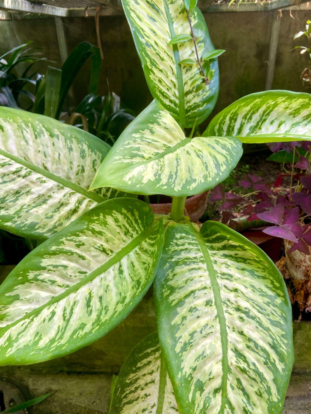 Dieffenbachia indoor plant toxic to dogs and cats