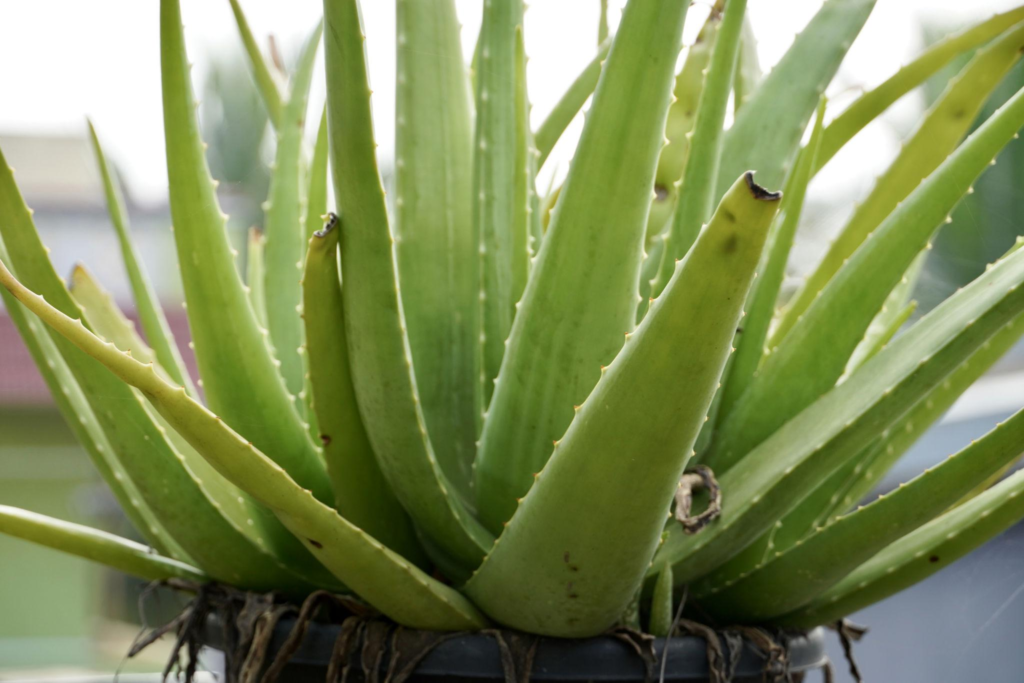 Toxic plant Aloevera in India