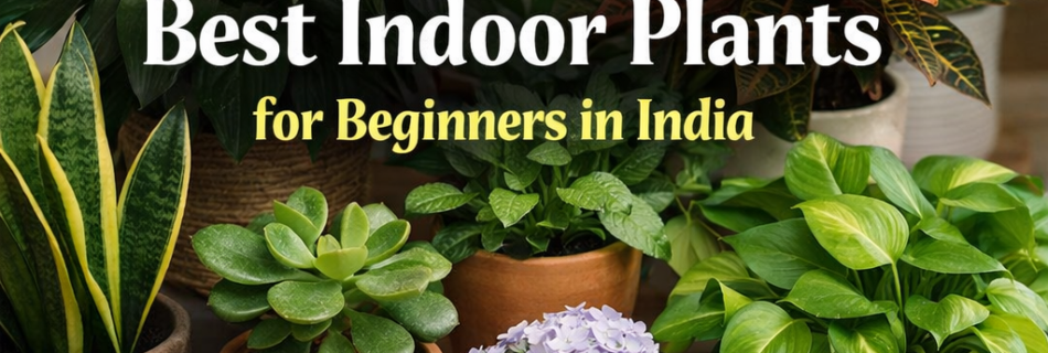 best indoor plants for beginners in India including peace lily, snake plant and money plant