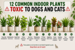 Common indoor plants that are toxic to dogs and cats in India