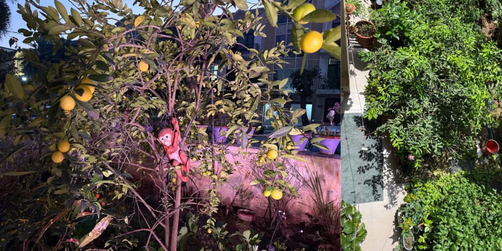 Lemon plant thriving in direct sunlight during summer in India