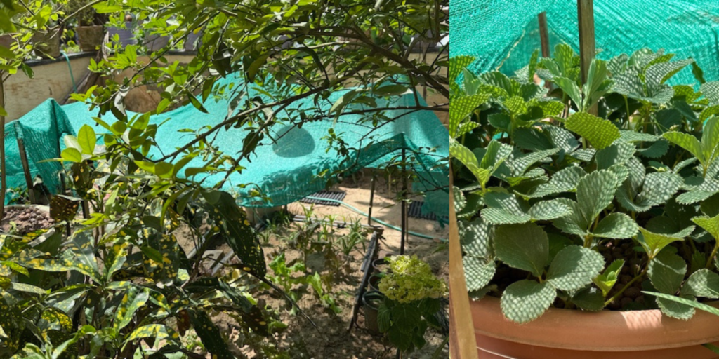 Garden plants covered with shade to reduce heat damage in Indian summer