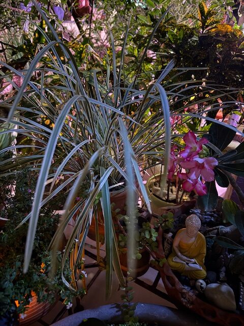 Spider plant safe for dogs and cats indoor hanging plant