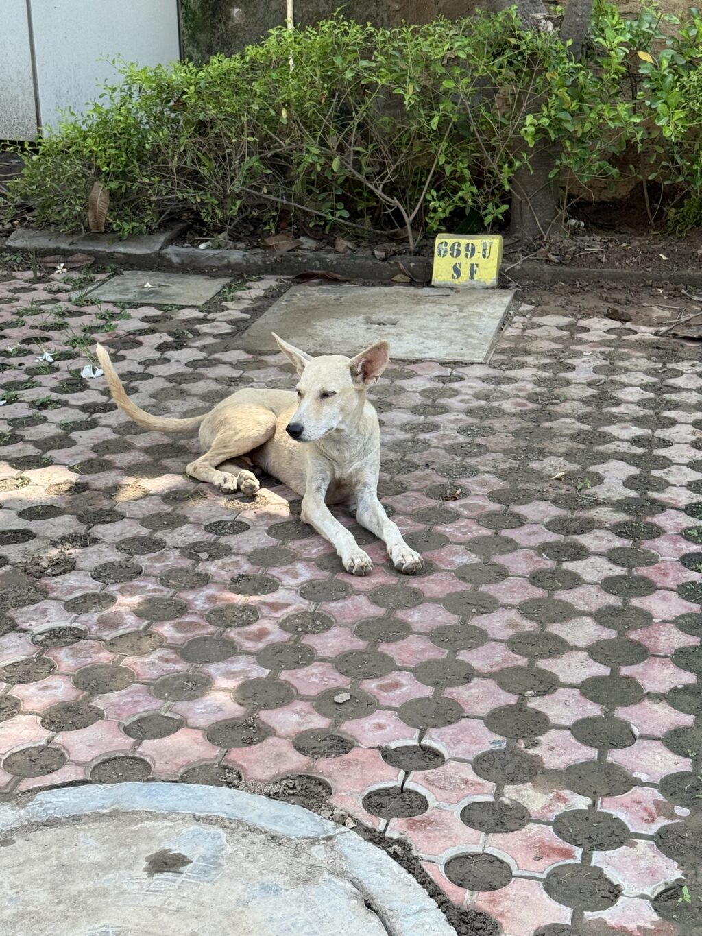 A lonely stray dog waiting quietly on the roadside, hoping for food and kindness.