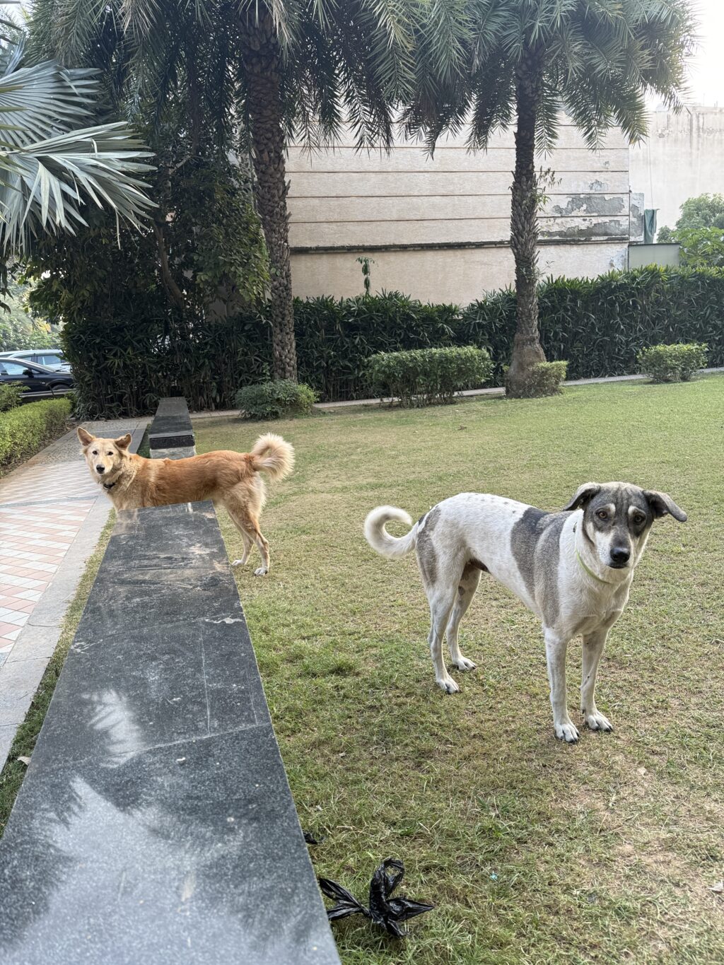 Stray dogs in my local area in India waiting for food and care.