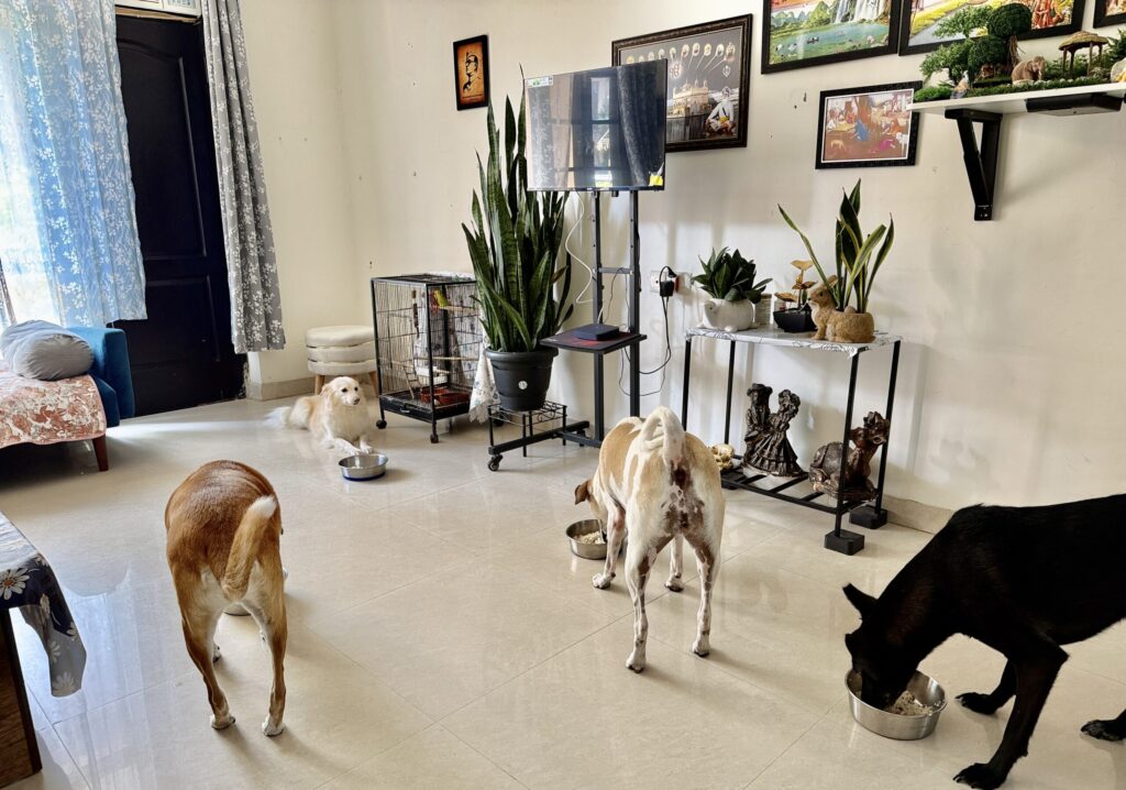 Woman feeding multiple dogs at home during daily routine with pets in a pet-friendly living space