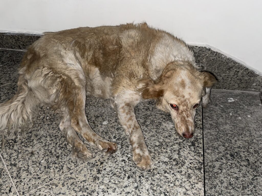 Stray dog with infected nose and eye showing visible signs of illness
