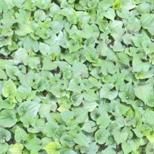 Fresh Fish Mint (Houttuynia cordata) leaves and roots used as an aromatic medicinal herb in Asian cuisine