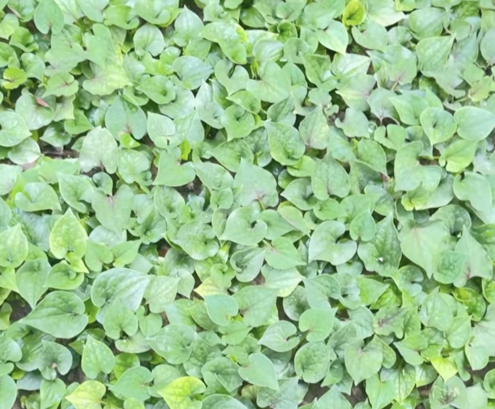 Fresh Fish Mint (Houttuynia cordata) leaves and roots used as an aromatic medicinal herb in Asian cuisine
