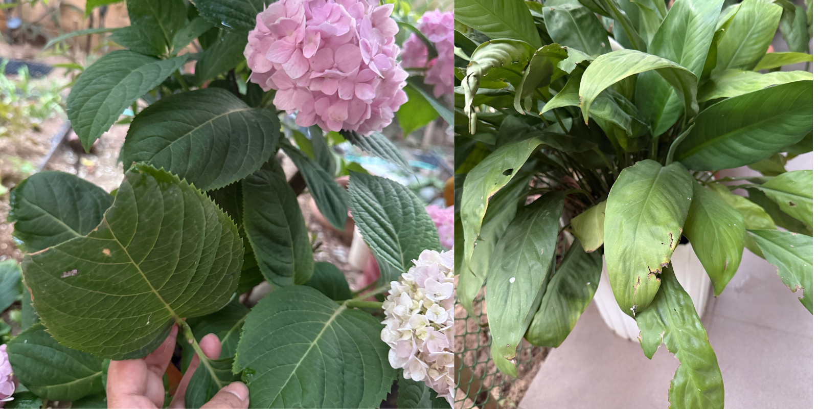 Indoor houseplants with chewed leaves caused by dogs, showing plant damage from dogs eating plants.