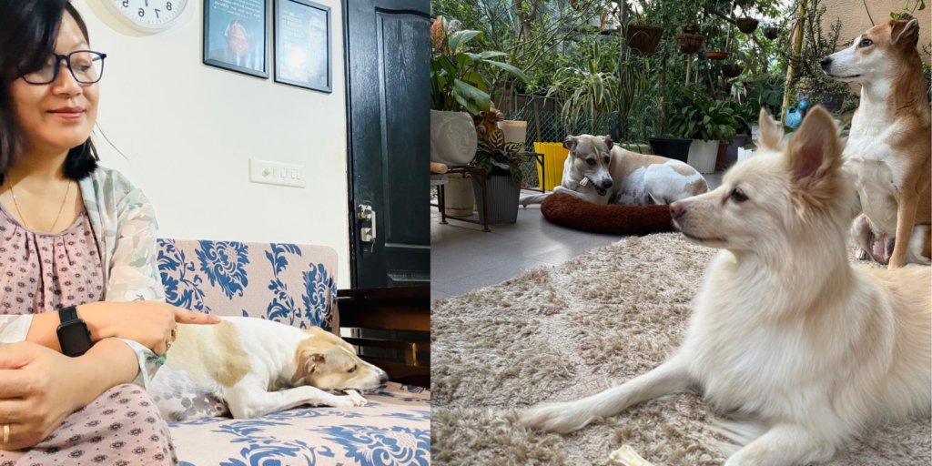Rangbi chewing a dog bone indoors, a safe alternative to stop dogs from eating plants.
